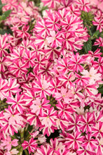 Load image into Gallery viewer, Verbena SUPERBENA®