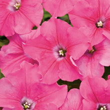 Load image into Gallery viewer, SUPERTUNIAS®