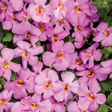 Load image into Gallery viewer, Bacopa