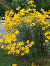 Load image into Gallery viewer, Helianthus angustifolius