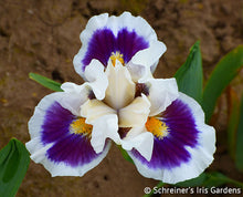 Load image into Gallery viewer, German Iris 'Bitty Beauty'