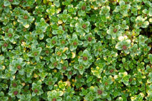 Load image into Gallery viewer, Thyme 'Doone Valley'