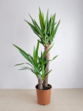 Load image into Gallery viewer, Yucca Tree