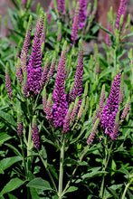 Load image into Gallery viewer, Veronica 'Purplegum Candles'