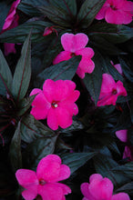 Load image into Gallery viewer, New Guinea Impatiens