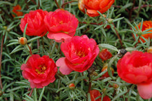Load image into Gallery viewer, Portulaca - 6"