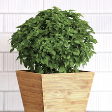 Load image into Gallery viewer, Basil 'Bonsai'
