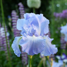 Load image into Gallery viewer, German Iris 'Victoria Falls'