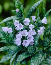 Load image into Gallery viewer, Pulmonaria 'Opal'