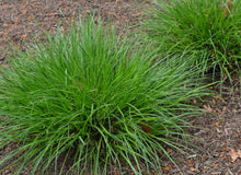 Load image into Gallery viewer, Carex woodii