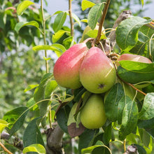 Load image into Gallery viewer, Pear Tree 'Warren'