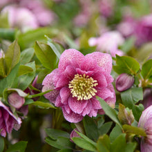 Load image into Gallery viewer, Helleborus Wedding Crasher