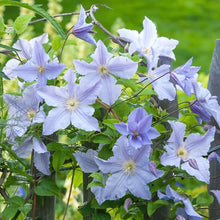 Load image into Gallery viewer, Clematis 'Blue Angel'