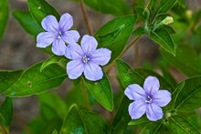 Load image into Gallery viewer, Ruellia humilis (Wild Petunia)