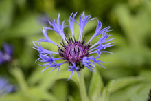 Load image into Gallery viewer, Centaurea montana