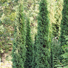 Load image into Gallery viewer, Thuja 'Thin Man'