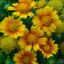 Load image into Gallery viewer, Gaillardia 'Arizona Apricot'