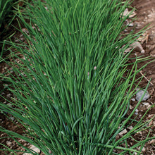 Load image into Gallery viewer, Chives 'Staro'