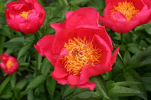 Load image into Gallery viewer, Peony 'Flame'