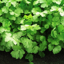 Load image into Gallery viewer, Cilantro 'Santo'