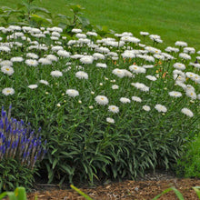 Load image into Gallery viewer, Leucanthemum 'Crazy Daisy'