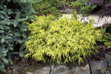 Load image into Gallery viewer, Golden Mop Cypress