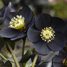 Load image into Gallery viewer, Helleborus 'Black Diamond'