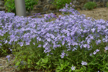 Load image into Gallery viewer, Phlox 'Blue Moon'