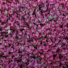 Load image into Gallery viewer, Sedum SunSparkler® 'Firecracker'