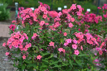 Load image into Gallery viewer, Phlox 'Coral Creme Drop'