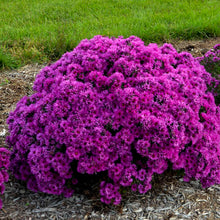 Load image into Gallery viewer, Aster 'Pink Crush'