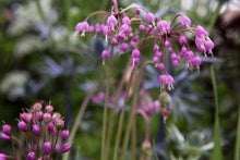 Load image into Gallery viewer, Allium cernuum
