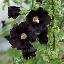 Load image into Gallery viewer, Alcea 'Blacknight'