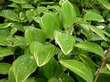 Load image into Gallery viewer, Polygonatum Odoratum Variegatum (Solomon's Seal)