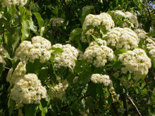 Load image into Gallery viewer, Viburnum lentago