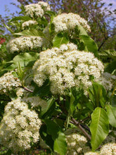 Load image into Gallery viewer, Viburnum lentago