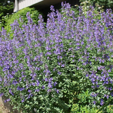 Load image into Gallery viewer, Nepeta 'Dropmore Hybrid'