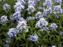 Load image into Gallery viewer, Amsonia tabernaemontana