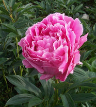 Load image into Gallery viewer, Peony 'Dr. Alexander Fleming'