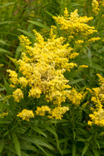 Load image into Gallery viewer, Solidago 'Little Lemon'
