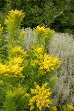 Load image into Gallery viewer, Solidago 'Little Lemon'