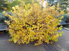 Load image into Gallery viewer, Calycanthus floridus