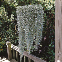Load image into Gallery viewer, Dichondra 'Silver Falls'