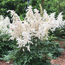 Load image into Gallery viewer, Astilbe 'Deutschland'