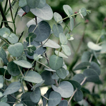Load image into Gallery viewer, Eucalyptus 'Silver Dollar'
