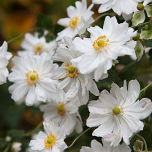 Load image into Gallery viewer, Anemone 'Whirlwind'