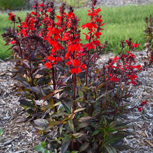 Load image into Gallery viewer, Lobelia 'Starship Scarlet'