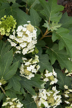 Load image into Gallery viewer, Hydrangea 'Munchkin'