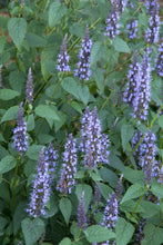 Load image into Gallery viewer, Agastache 'Little Adder'