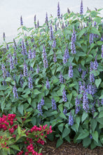 Load image into Gallery viewer, Agastache 'Little Adder'